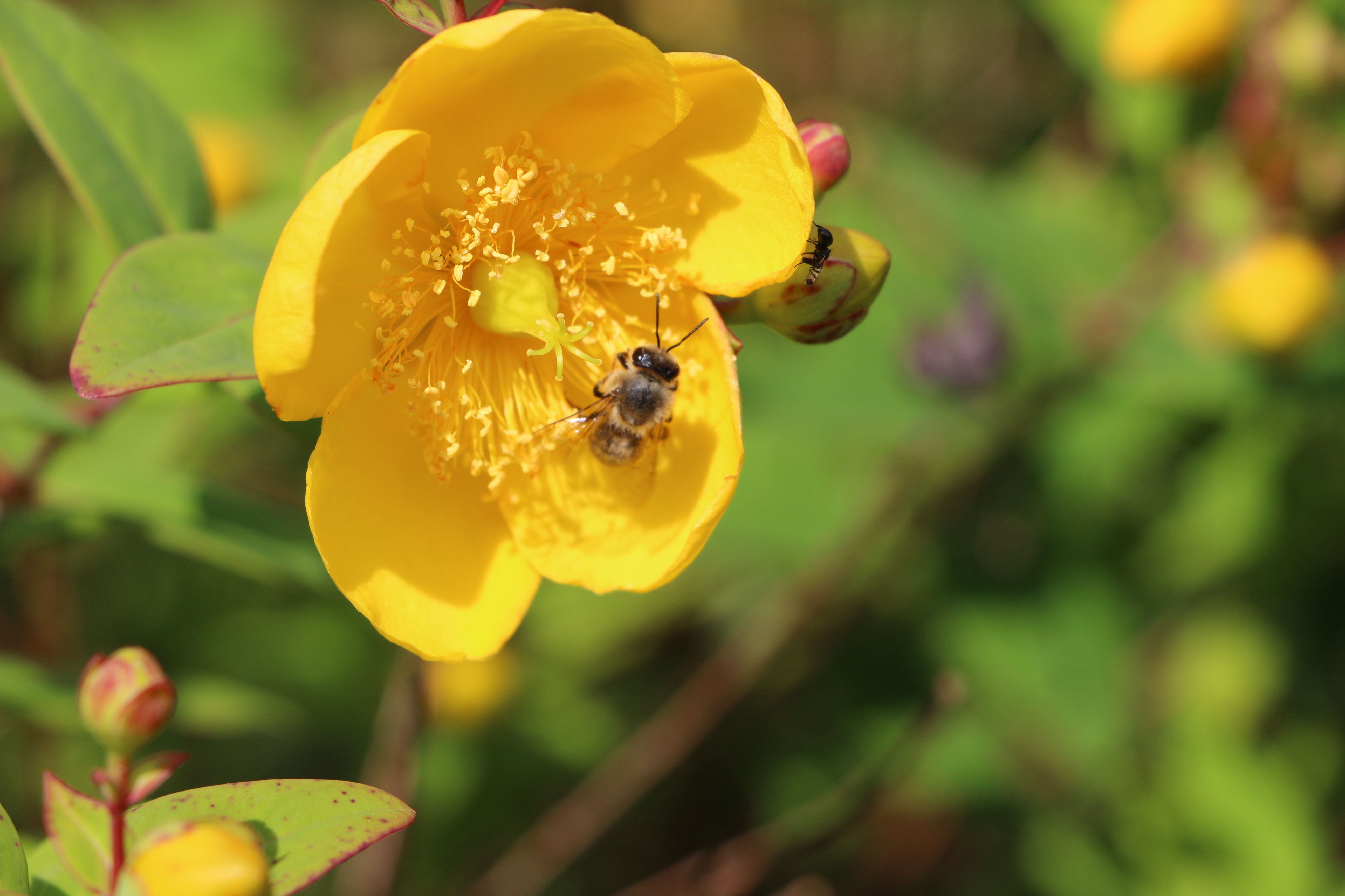 Eine Butterblume wird von einer Biene besucht, Wiese im Hintergrund